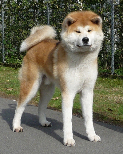 Akita inu