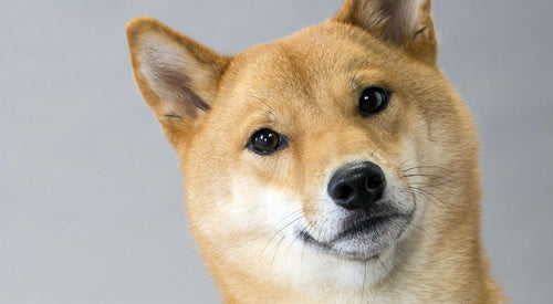 Shiba inu